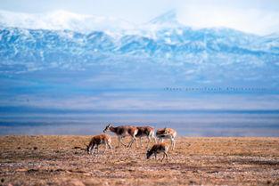 可可西里在线观看,在线观看之旅 第2张 可可西里在线观看,在线观看之旅 第2张